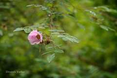 Rosa macrophylla